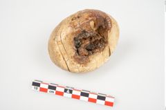 Foto von Elfenbeinschwertknauf (NHMW-PRAE-026406)